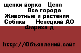 щенки йорка › Цена ­ 15 000 - Все города Животные и растения » Собаки   . Ненецкий АО,Фариха д.